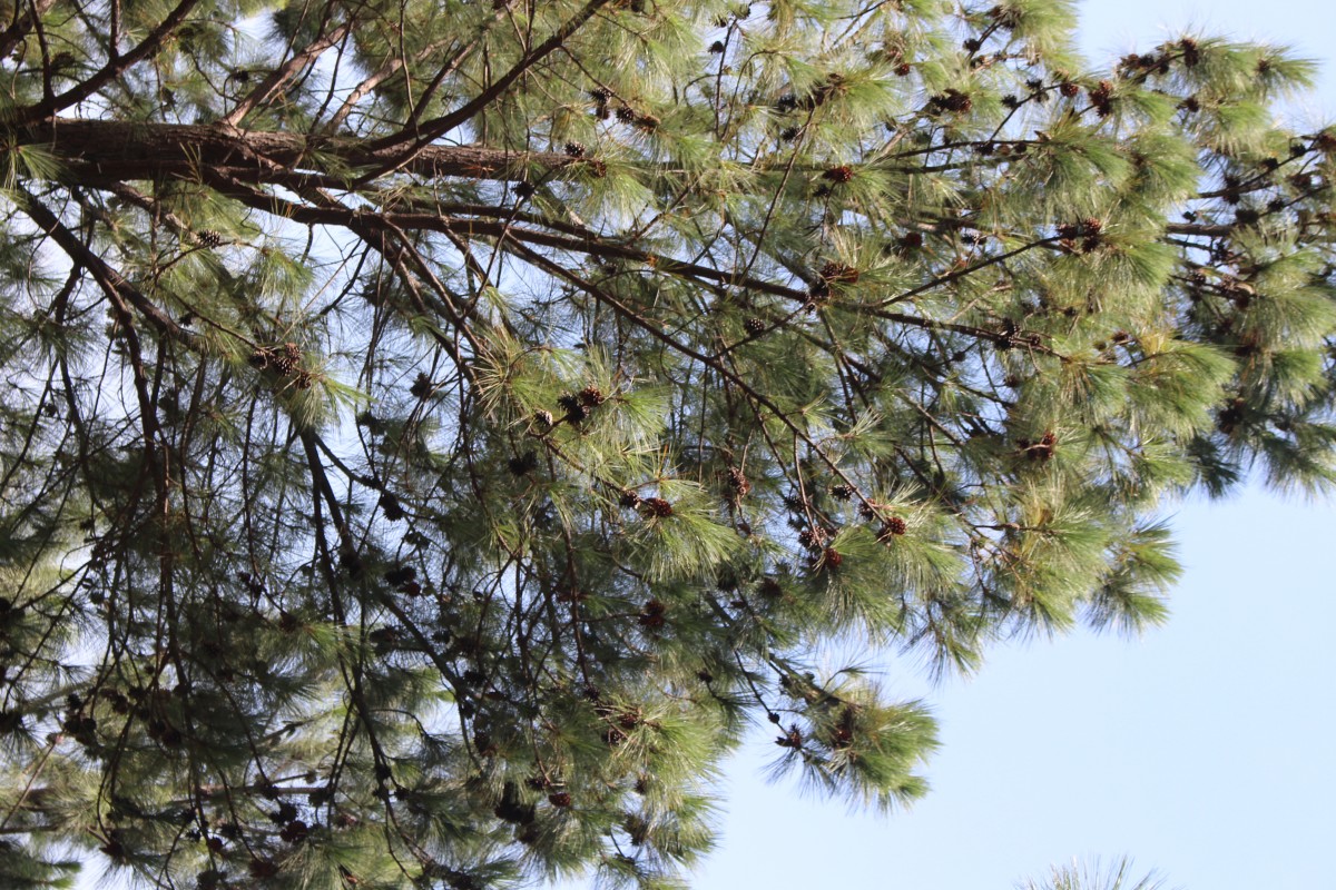 Pinus caribaea Morelet